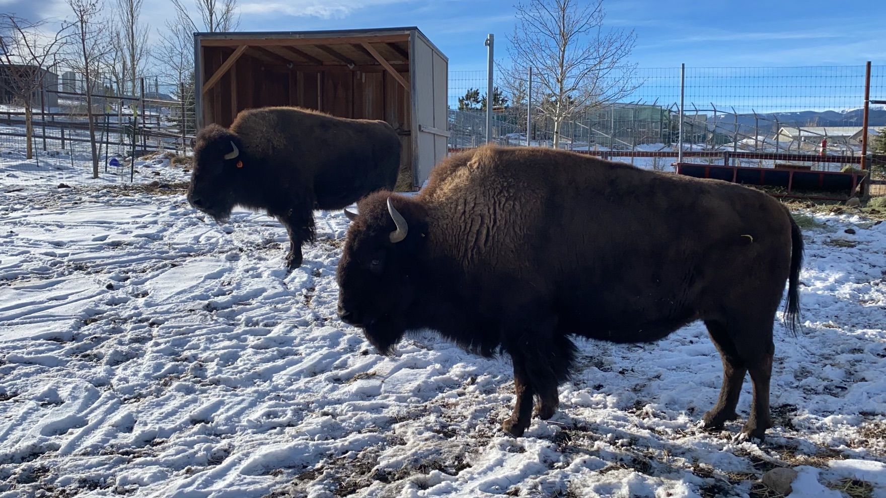 Giving Tuesday: Yellowstone Wildlife Sanctuary
