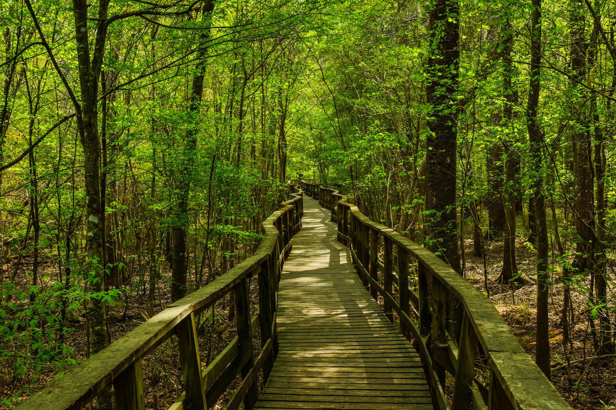 Congaree National Park, South Carolina